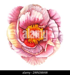 Vista frontale dei fiori di peonia color acquerello nei colori rosa pastello e pesca. Illustrazione floreale disegnata a mano su sfondo isolato per biglietti d'auguri o. Foto Stock