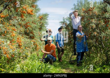 British Sea Buckthorn Company, Kirby le Soken sulla costa orientale dell'Essex - il più grande coltivatore commerciale del Regno Unito. Foto Stock