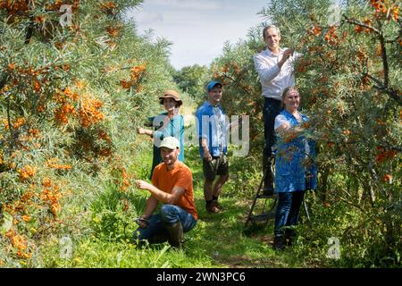 British Sea Buckthorn Company, Kirby le Soken sulla costa orientale dell'Essex - il più grande coltivatore commerciale del Regno Unito. Foto Stock