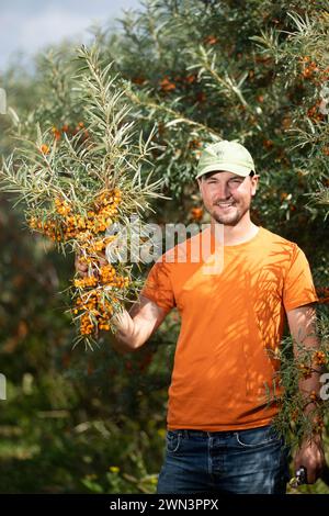 British Sea Buckthorn Company, Kirby le Soken sulla costa orientale dell'Essex - il più grande coltivatore commerciale del Regno Unito. Foto Stock