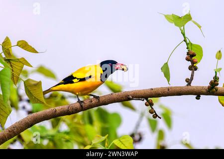 Gli uccelli dell'India, Oriole con cappuccio nero arroccato su un albero, Assam, India Foto Stock