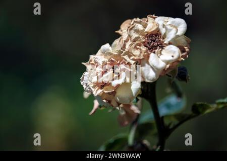 Un primo piano di un giardino di casa con fiori a Doha, Qatar Foto Stock