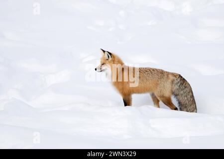 ein wunderschönes Tier... Rotfuchs Vulpes vulpes , Fuchs, Amerikanischer Rotfuchs im Winter, steht in hohem Schnee, langes, dichtes Winterfell, auf Beutesuche, blickt, äugt in Die Ferne, lauscht aufmerksam *** Red Fox Vulpes in inverno, in piedi, in attesa di neve profonda, sbirciare, osservare, Yellowstone NP, Wyoming, fauna selvatica, Stati Uniti. Wyoming, Stati Uniti Foto Stock