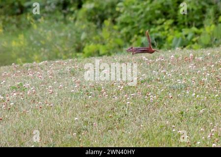 Chipmunk che salta, corre, in aria, su un campo di trifoglio bianco. Foto Stock