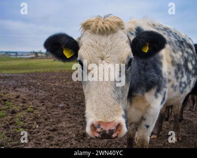 Anglesey, Regno Unito - 11 gennaio 2024: Primo piano del volto di una mucca da latte in un campo di una fattoria di Anglesey, Galles del Nord, Regno Unito. Le etichette di identificazione della mucca sono vi Foto Stock