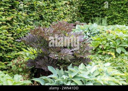 Settembre - Silberkerze (Actaea simplex "Pink Spike") Foto Stock