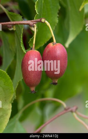 KiwiBerry (Actinidia "Red Jumbo") Foto Stock