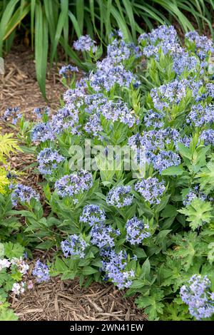 Blausternbusch (Amsonia "Blue Ice") Foto Stock
