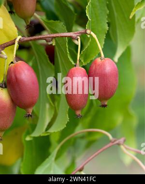 KiwiBerry (Actinidia "Red Jumbo") Foto Stock