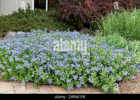 Blausternbusch (Amsonia "Blue Ice") Foto Stock