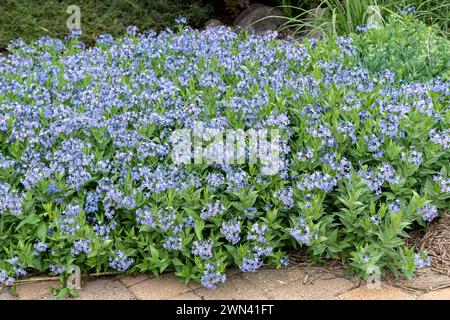 Blausternbusch (Amsonia "Blue Ice") Foto Stock