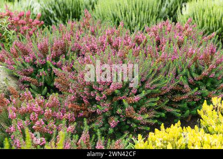 Cornwall-Heide (Erica vagans 'Mrs D.F. Maxwell') Foto Stock