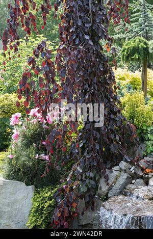 Wasserlauf, Blut-Buche (Fagus sylvatica "Fontana viola") Foto Stock