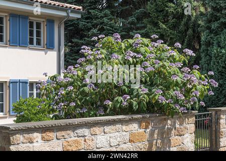 Samt-Hortensie (Hydrangea aspera subsp. sargentiana) Foto Stock