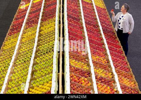 01/11/22 il 89° National Fruit Show al Kent County Showground di Maidstone. La concorrenza è per i coltivatori commerciali che producono per il supermar britannico Foto Stock