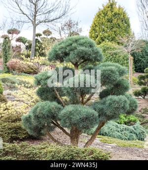 Föhre (Pinus sylvestris "Watereri") Foto Stock