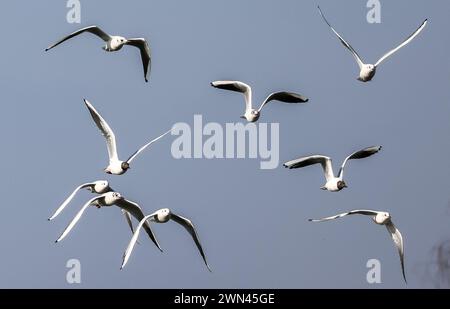 29 febbraio 2024, Sassonia-Anhalt, Kleinpösna: I gabbiani sorvolano un campo alla periferia di Lipsia. Il fatto che i gabbiani si trovino anche a 400 km dal mare non è nulla di nuovo. I gabbiani delle aringhe e i gabbiani dalla testa nera cercano in particolare cibo nelle discariche o nei campi in inverno. Foto: Jan Woitas/dpa Foto Stock