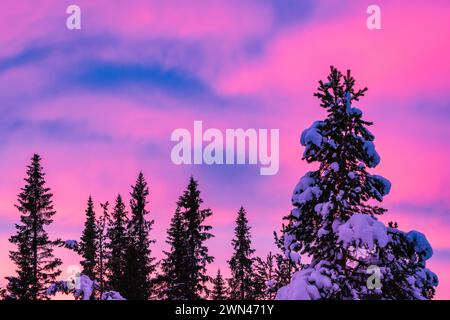 Un'alba invernale mozzafiato bagna il cielo in sfumature di rosa e viola sopra una tranquilla foresta in Svezia. La neve ricopre i pini, evidenziando Foto Stock