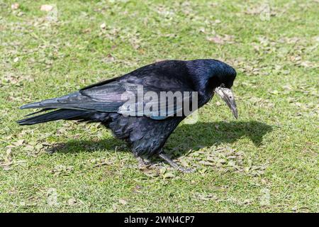 Rook (Corvus frugilegus), un grande uccello nero della famiglia Corvid o Corvidae che si forgia a terra, Inghilterra, Regno Unito Foto Stock