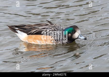 Chiloé wigeon (Mareca sibilatrix) maschio o drake Duck, noto anche come Southern wigeon Foto Stock