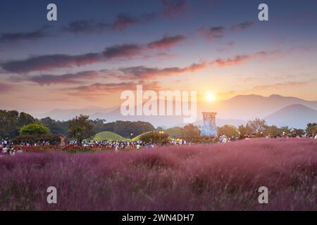 Muhly Grass rosa al tramonto vicino a Cheomseongdae a Gyeongju, Gyeongsangbuk-do, Corea del Sud. Foto Stock