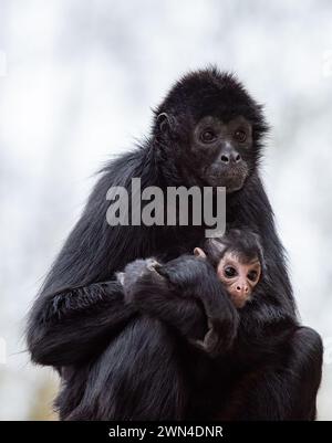 Colombiano Spider Monkey femmina e neonato, Ateles fusciceps, Blackpool Zoo, Regno Unito Foto Stock