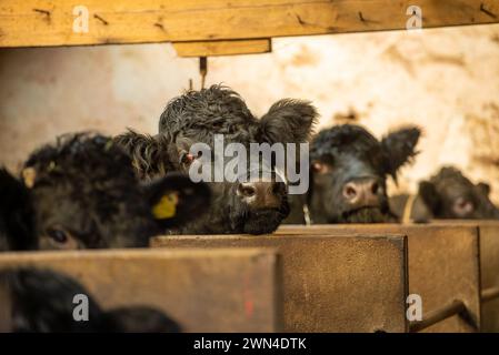 Vacche nutrici per l'inverno vicino a Preston, Lancashire, Regno Unito Foto Stock