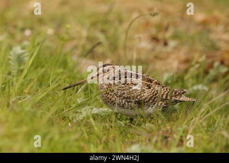 Snipe sulla machira di North Uist dove sono abbondanti e allevati. Foto Stock