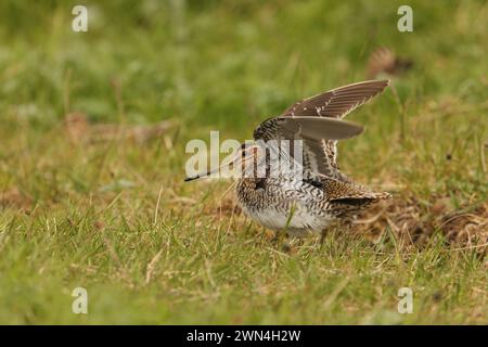 Snipe sulla machira di North Uist dove sono abbondanti e allevati. Foto Stock