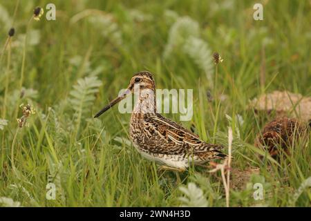 Snipe sulla machira di North Uist dove sono abbondanti e allevati. Foto Stock