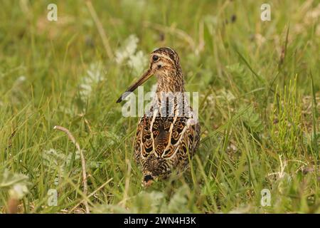 Snipe sulla machira di North Uist dove sono abbondanti e allevati. Foto Stock