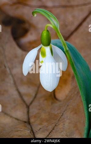 Una goccia di neve (Galanthus elwesii) è una pianta in fiore in primavera, nella contea di DuPage, Illinois Foto Stock