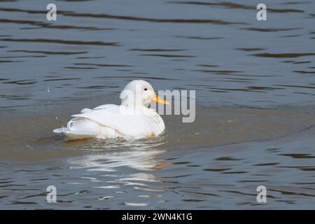 White Mallard Anas platyrhynchos, o pekin Duck Orange Bill White Plumage e mallard come piume di coda che cercano di mescolarsi con altri mallards UK Foto Stock