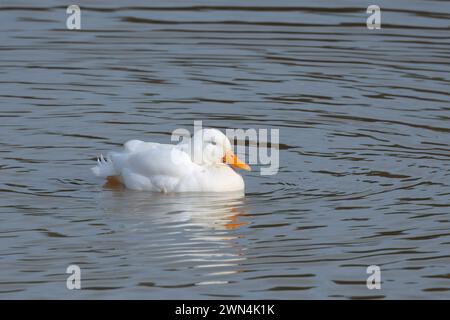 White Mallard Anas platyrhynchos, o pekin Duck Orange Bill White Plumage e mallard come piume di coda che cercano di mescolarsi con altri mallards UK Foto Stock