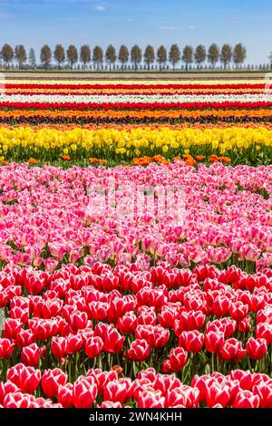 File di tulipani vivaci sul campo nei Paesi Bassi Foto Stock