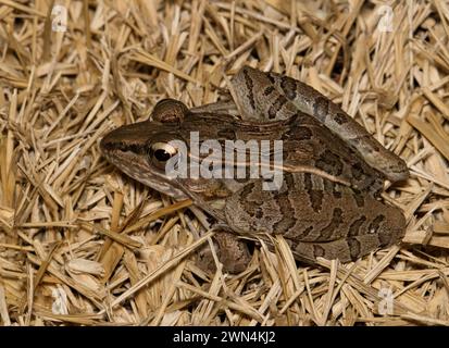 Rana leopardo meridionale (Lithobates sphenocephalus) seduta su erba morta, vista laterale a Houston, Texas, USA. Chiamato anche Rana sphenocephala, originario degli Stati Uniti. Foto Stock
