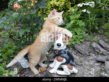 Il gattino rosso, carino e curioso, cammina in giardino. l'amato animale domestico gioca con un cane souvenir su un'aiuola. Animali domestici preferiti in una passeggiata nella natura. giorno di gatto Foto Stock