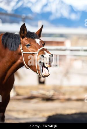 Divertente ritratto di cavallo sorridente con denti bianchi irreali, con spazio di copia Foto Stock