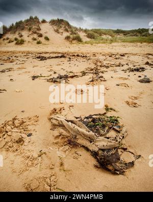 sabbia sulla spiaggia, copertura di stracci con dune sullo sfondo, cielo scuro Foto Stock