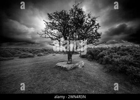 Albero solitario che cresce su Bodmin Moor, posto contro nuvole di tempesta scure, Foto Stock