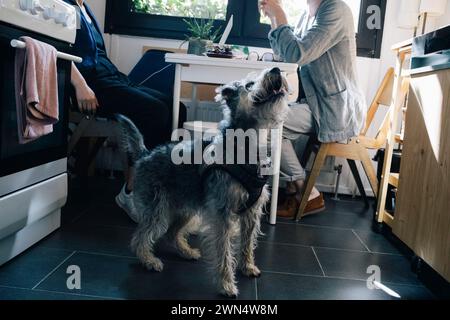 Cane di fronte agli architetti seduti alla scrivania dell'ufficio di casa Foto Stock