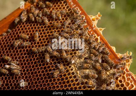 Cornici di un alveare appena preso da alveare con miele dolce. Api affollate sul nido d'ape giallo con celle aperte e sigillate per il miele dolce. Miele di api Foto Stock