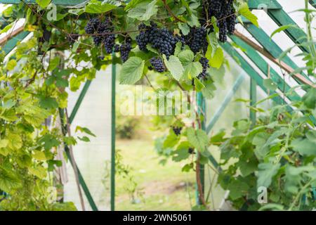 Uva blu scuro matura. Uva blu scuro sullo sfondo di una serra. Grapevine in serra. Foglie e grappoli di uva blu scuro. Foto Stock