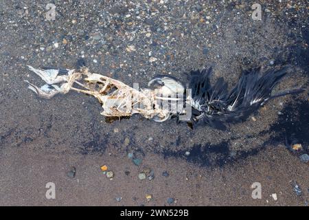 La carcassa di un cormorano morto che marcisce su una spiaggia sabbiosa metà in acqua. Foto Stock