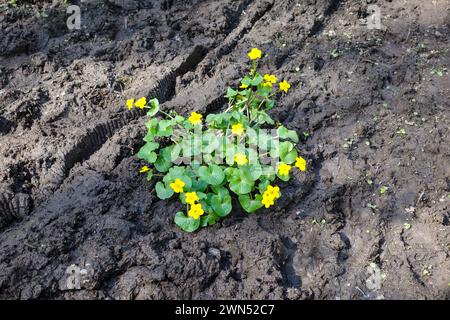 Marsh Marigolds (Caltha palustris) che fioriscono in un campo fangoso in natura, Inghilterra, Regno Unito Foto Stock