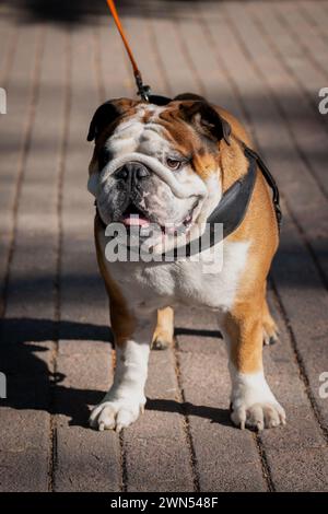 Ritratto di bulldog inglese, razza di cane al guinzaglio, amico pesante. colori marrone e bianco. Zampe. Pavimento marciapiede. In posa. Foto Stock