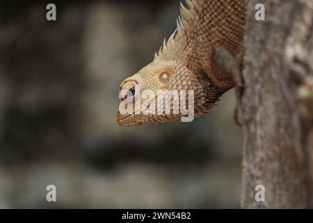 Primo piano di una lucertola colorata su un tronco di albero Foto Stock