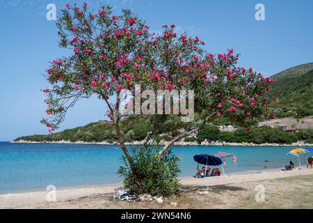 Atheras Beach nella zona nord di Cefalonia. Sabbia bianca con mare turchese e un grazioso albero rosa di Oleander in fiore. Foto Stock