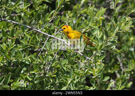 Tavola Golden weaver (Ploceus castaneiceps), uomo adulto Foto Stock