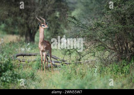 Gerenuk maschio adulto (Litocranius walleri), noto anche come l'antilope dal collo di giraffa Foto Stock